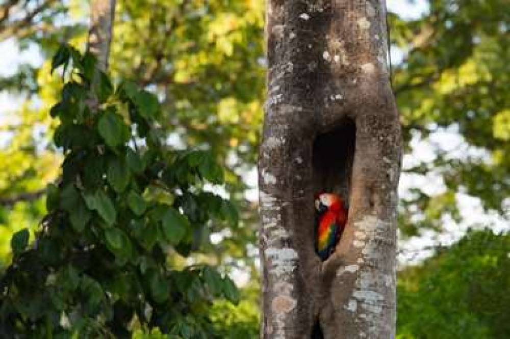 BOTANIKA OSA PENINSULA CURIO HLTN 7