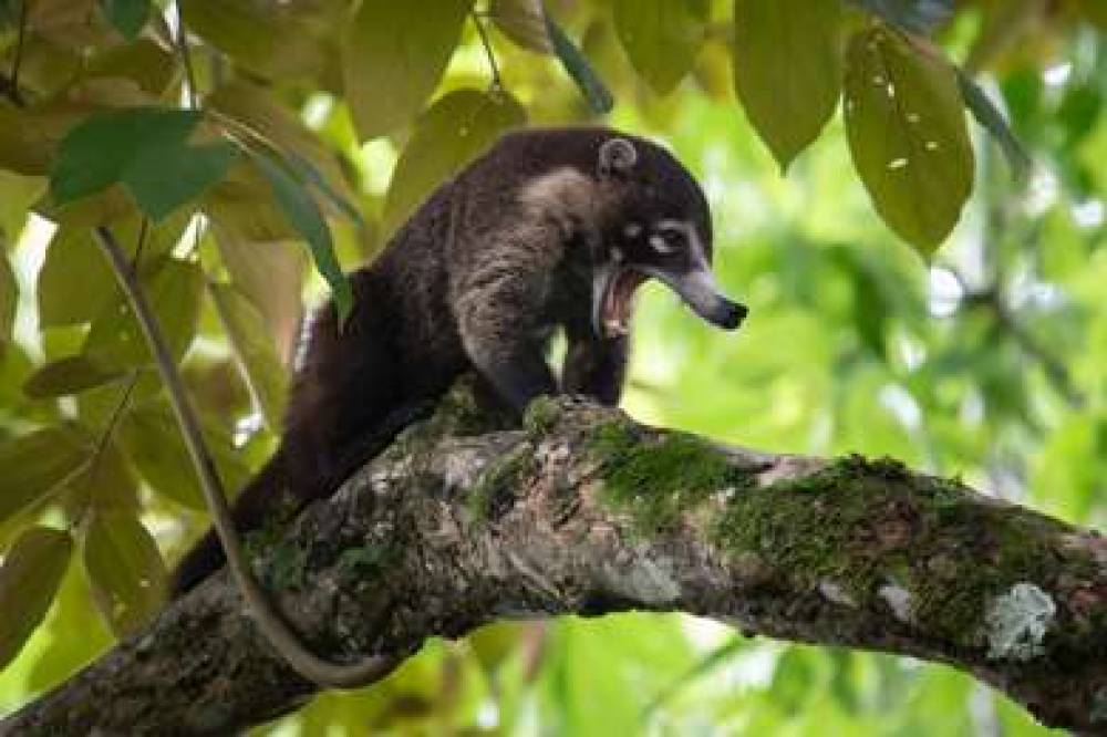 BOTANIKA OSA PENINSULA CURIO HLTN 5