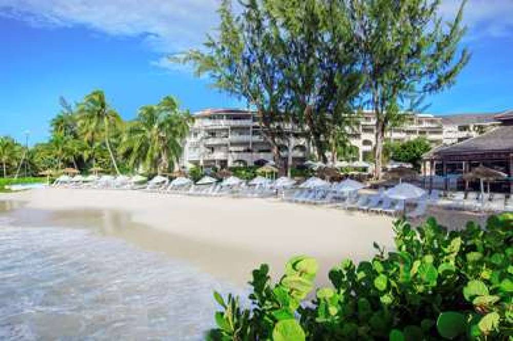 Bougainvillea Barbados