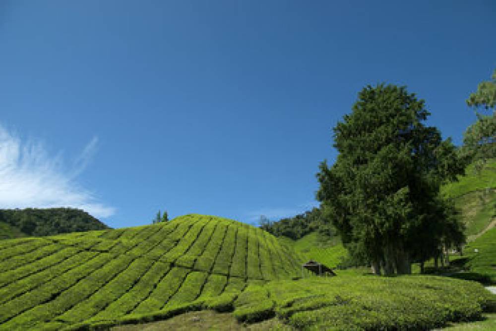 Cameron Highlands Resort