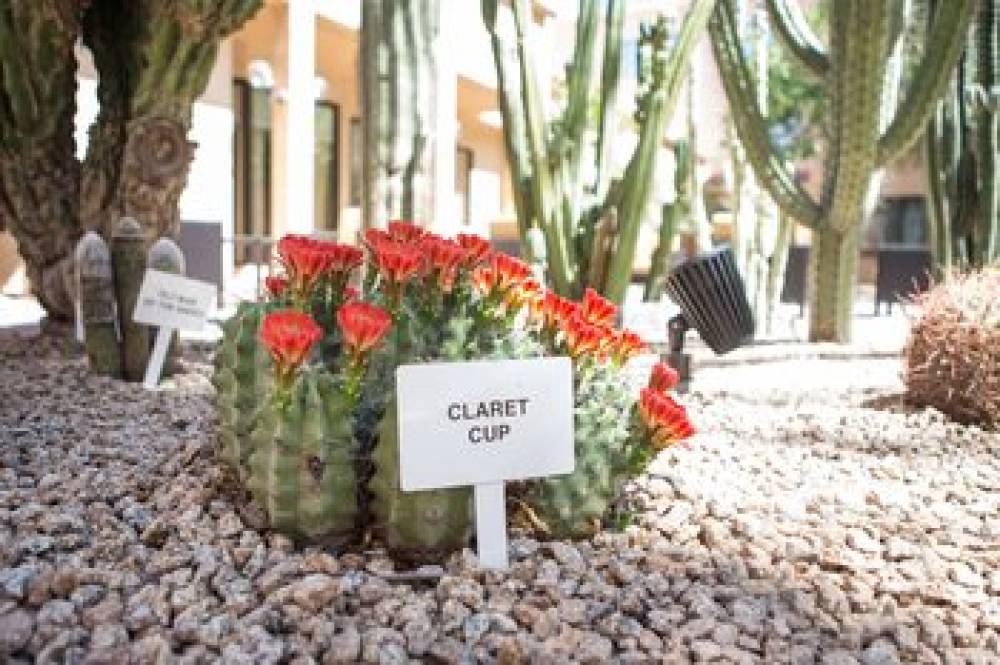 Courtyard By Marriott Phoenix Mesa