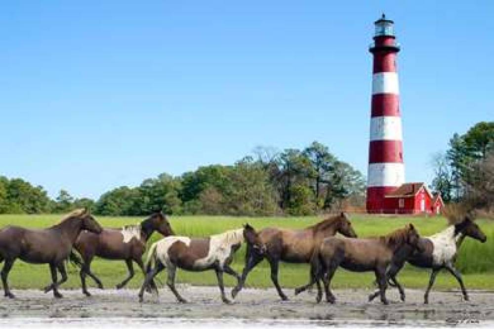 Hampton Inn &amp; Suites Chincoteague-Waterfront 8