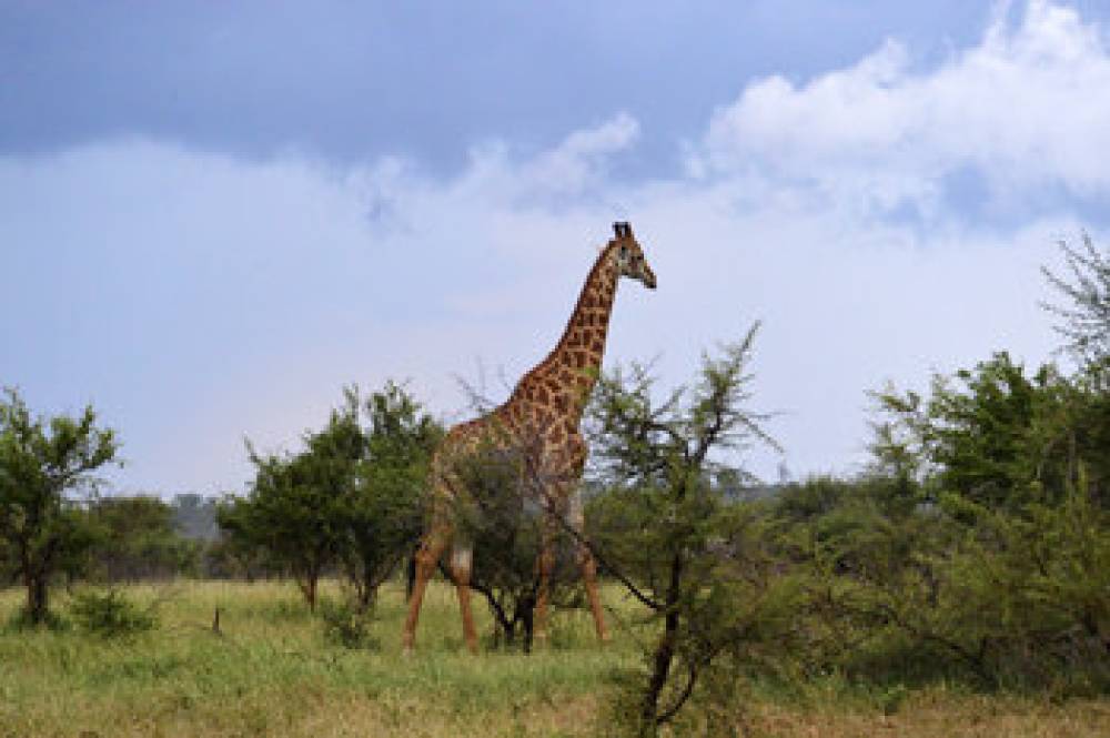 PESTANA KRUGER LODGE 3