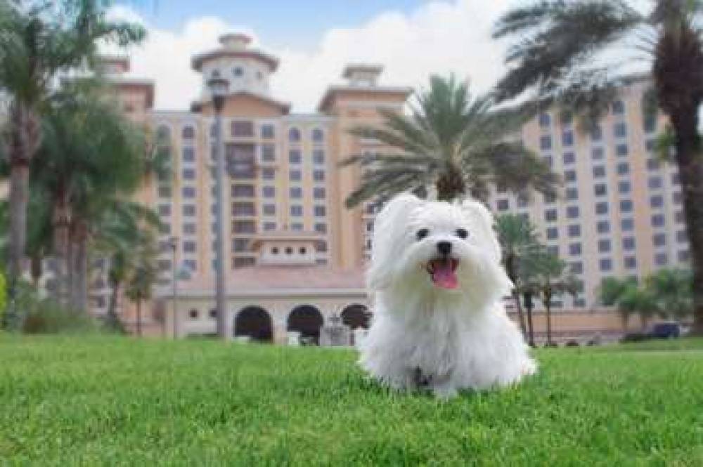 ROSEN SHINGLE CREEK 9